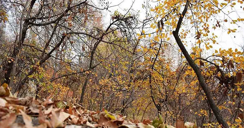 روستای ابرده