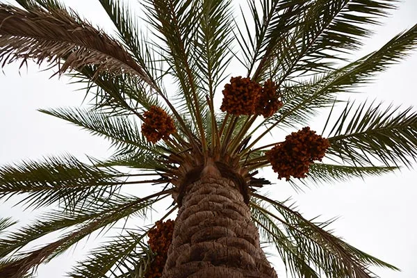 خرما سوغات های کیش