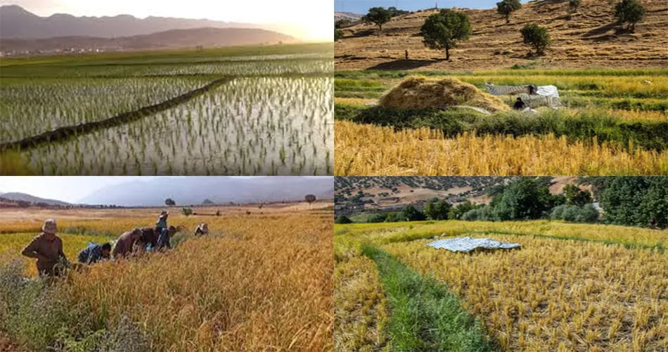 سوغات بردگان