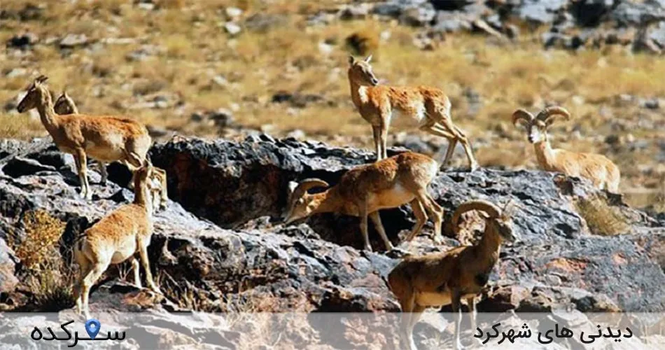 پارک ملی تنگه صیاد