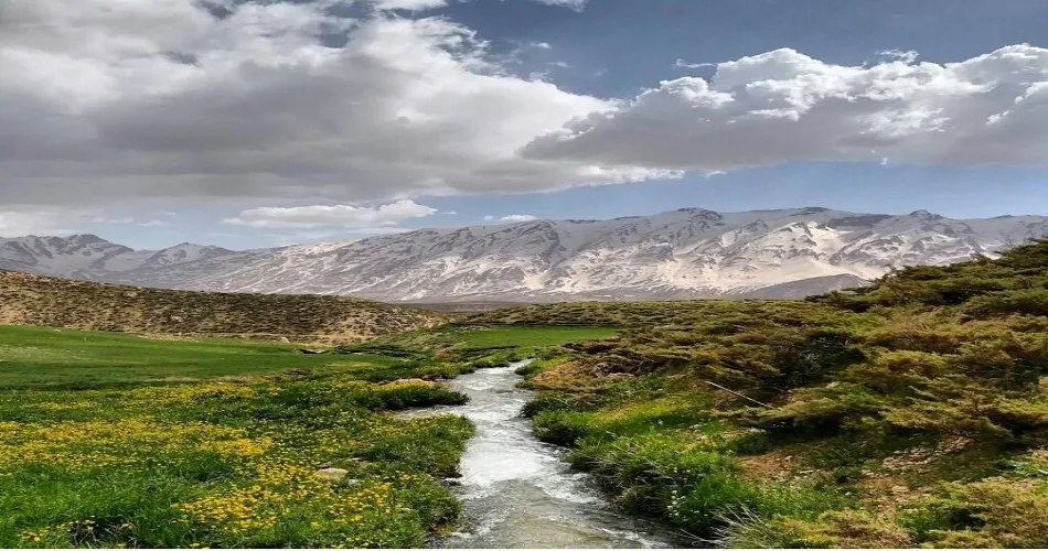 زردکوه
