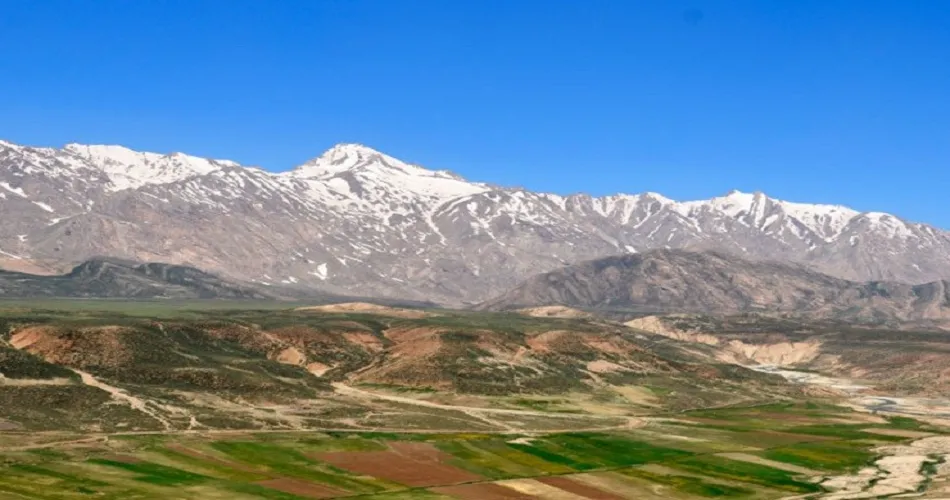 زردکوه