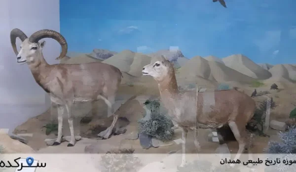 موزه تاریخ طبیعی همدان: پل ارتباطی علم و فرهنگ همدان+آدرس | سفرکده : safarkade.com