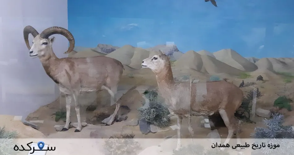 موزه تاریخ طبیعی همدان: پل ارتباطی علم و فرهنگ همدان+آدرس | سفرکده : safarkade.com