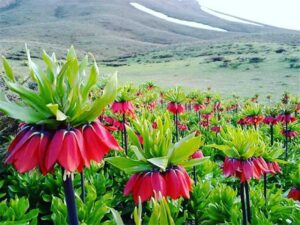 دشت لاله های واژگون