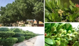 پوشش گیاهان جزیره کیش