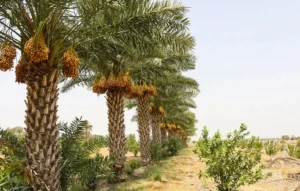 اقلیم جزیره کیش | پوشش گیاهان جزیره کیش - خرما