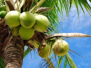 اقلیم جزیره کیش | پوشش گیاهان جزیره کیش - درخت نارگیل